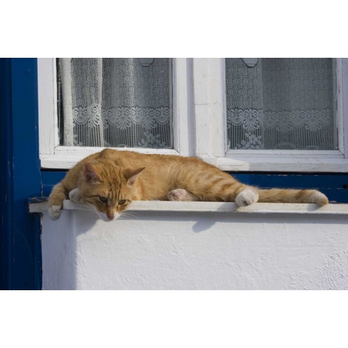 Greece, Mykonos Curious orange tabby cat
